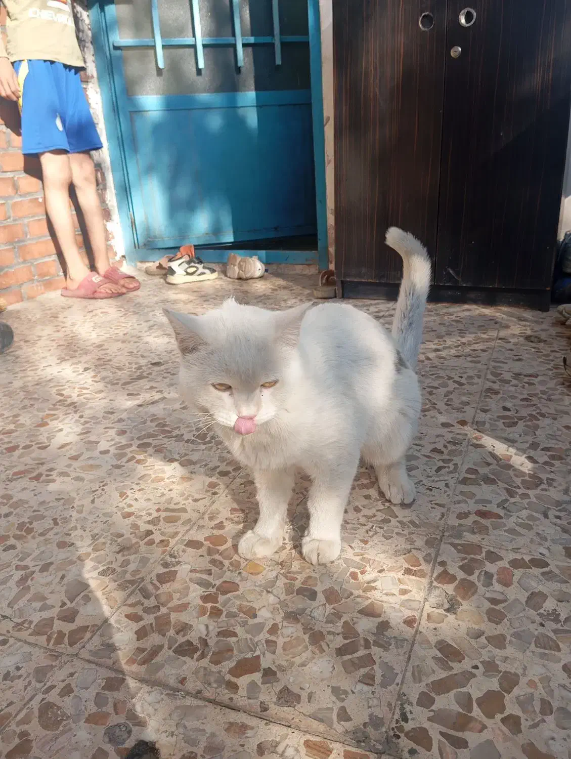 گربه|گربه|گرمدره, |دیوار