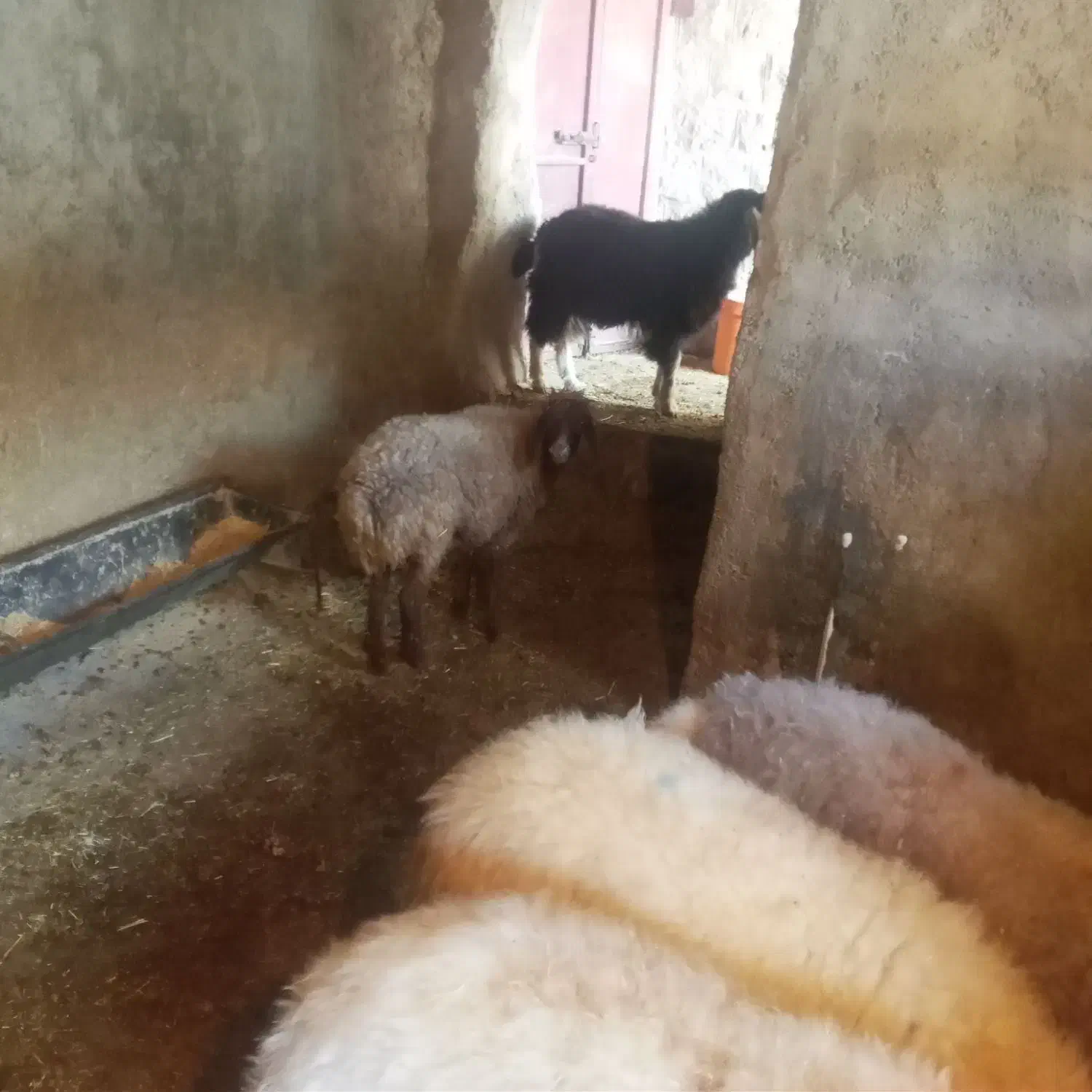 فروش کاور|حیوانات مزرعه|ایوان, |دیوار