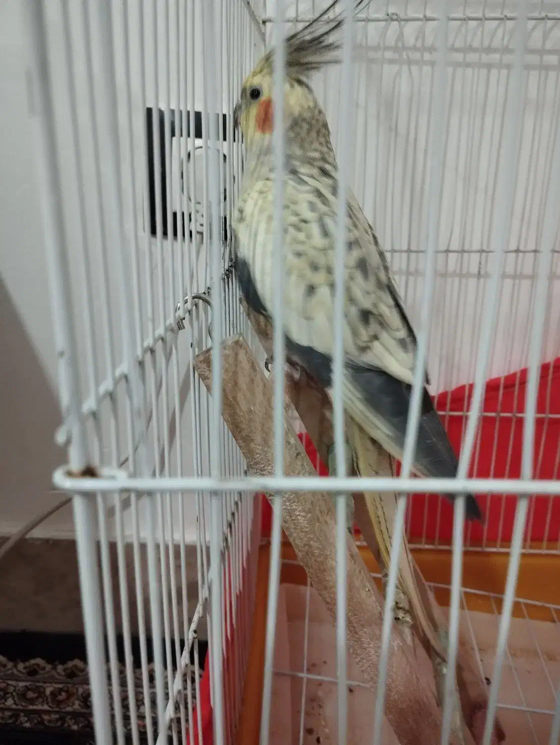 عروس هلندی گم شده|پرنده|ازنا, |دیوار