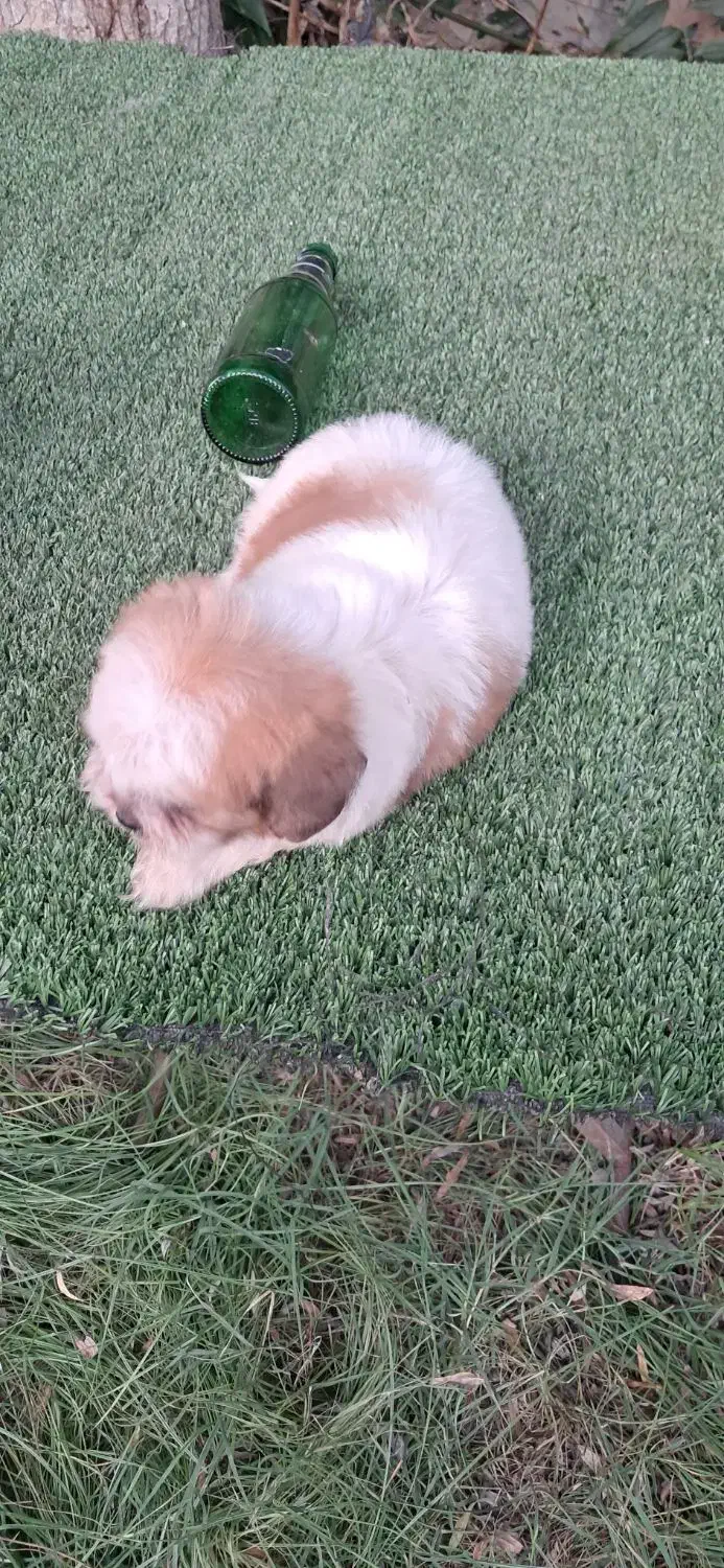 توله شیتزو تری کالر سوپر فلت|سگ|هادی شهر, |دیوار