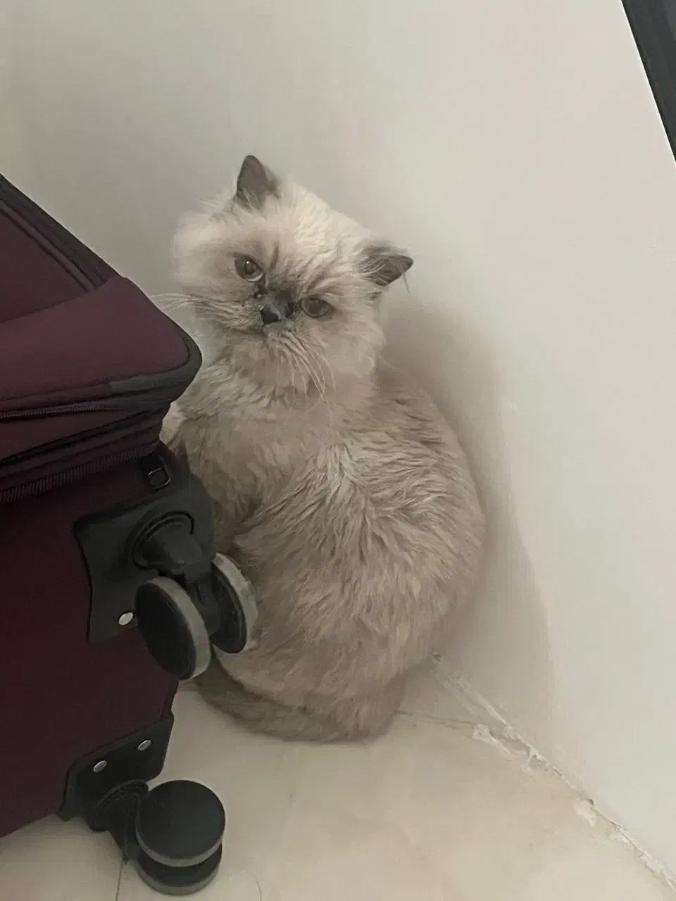 گربه ماده پرشین|گربه|اسلام‌شهر, شهرک واوان|دیوار