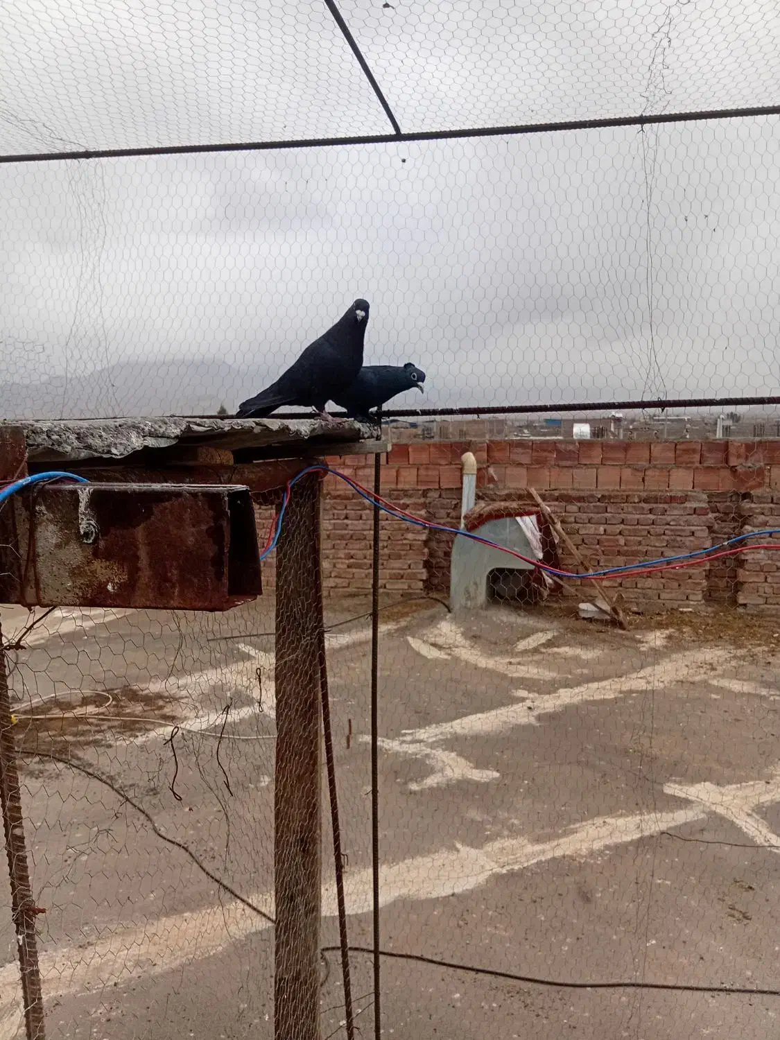 دوتا کلاغ گوهک کفتر سوراخ|پرنده|کرمان, |دیوار