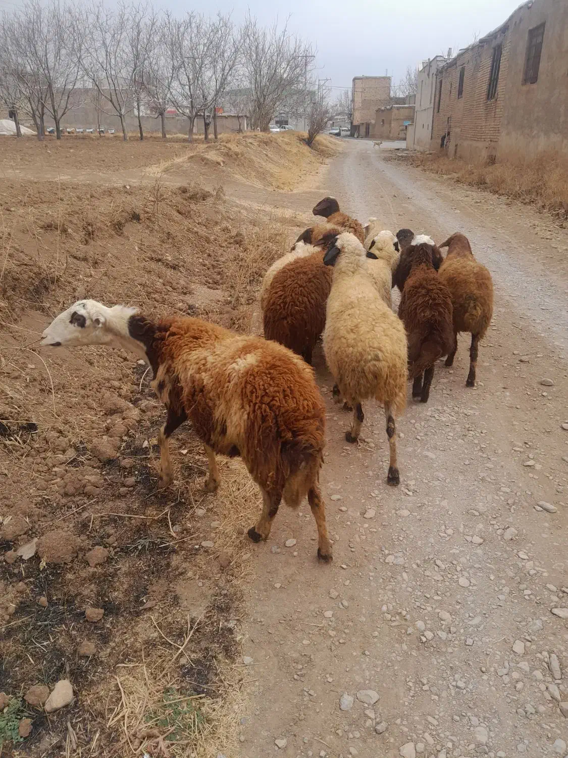 میش جوان شازند|حیوانات مزرعه|شازند, |دیوار