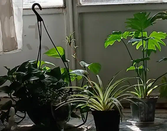 گل طبیعی|گل و گیاه طبیعی|زرندیه, |دیوار