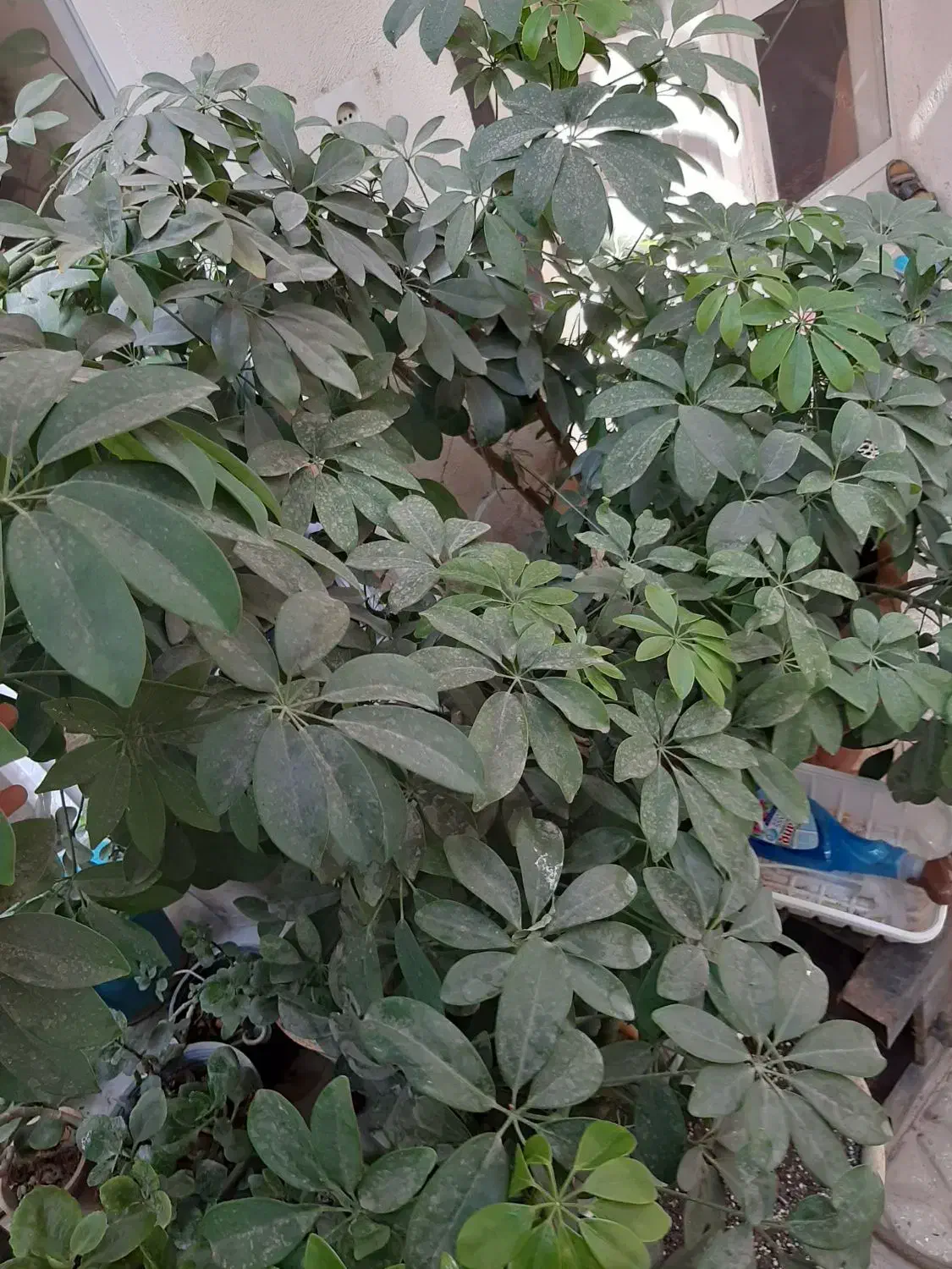 گل شفلرا|گل و گیاه طبیعی|تهران, هاشم‌آباد|دیوار