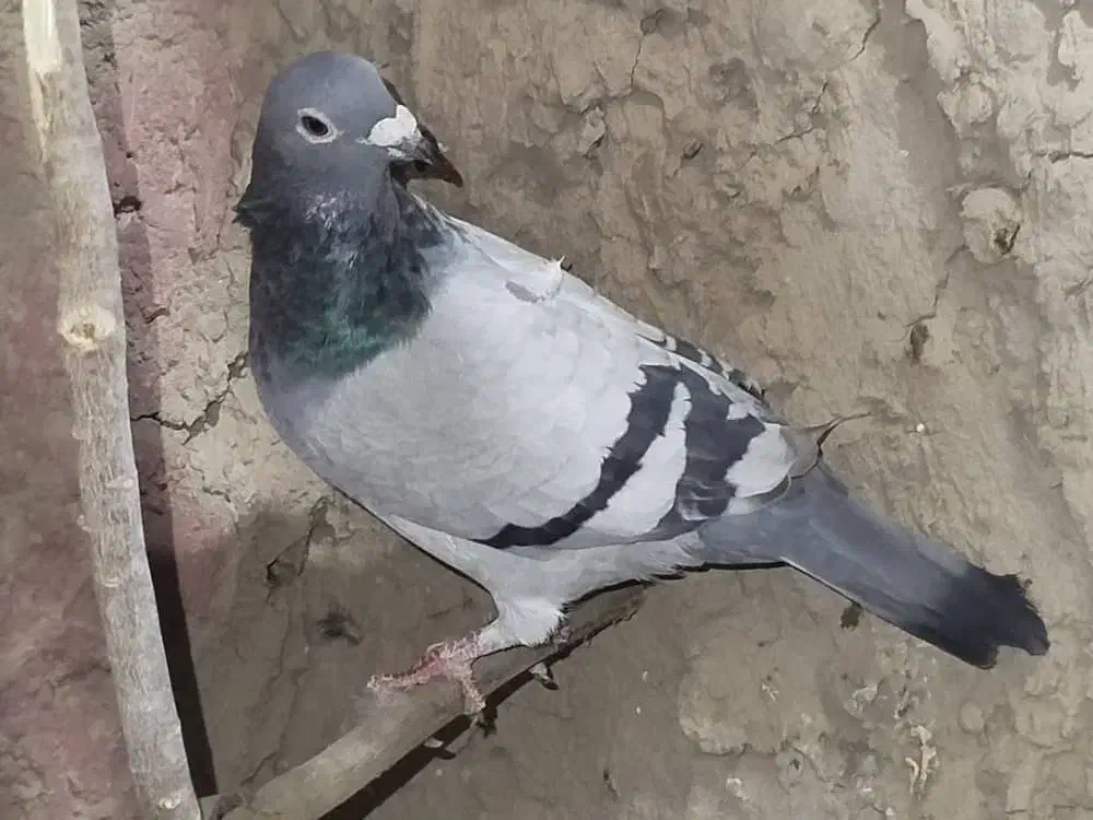 کبوتر ماده|پرنده|هامون, |دیوار