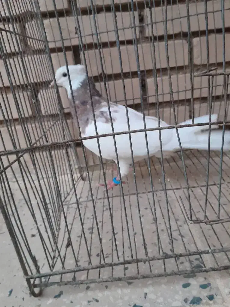 ک ف ت ر|حیوانات|آباده, |دیوار