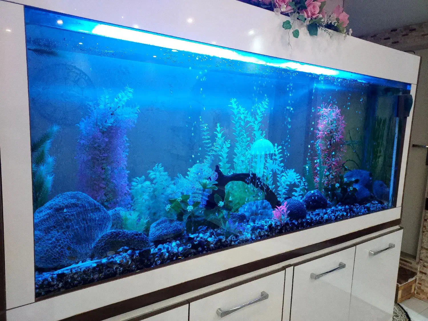 آکواریوم|ماهی|محمدیه-قزوین, |دیوار