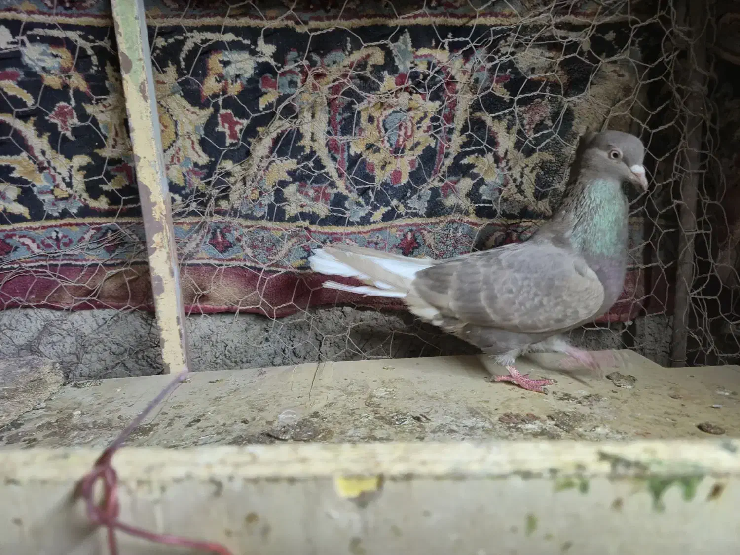 کفتر|پرنده|زابل, |دیوار