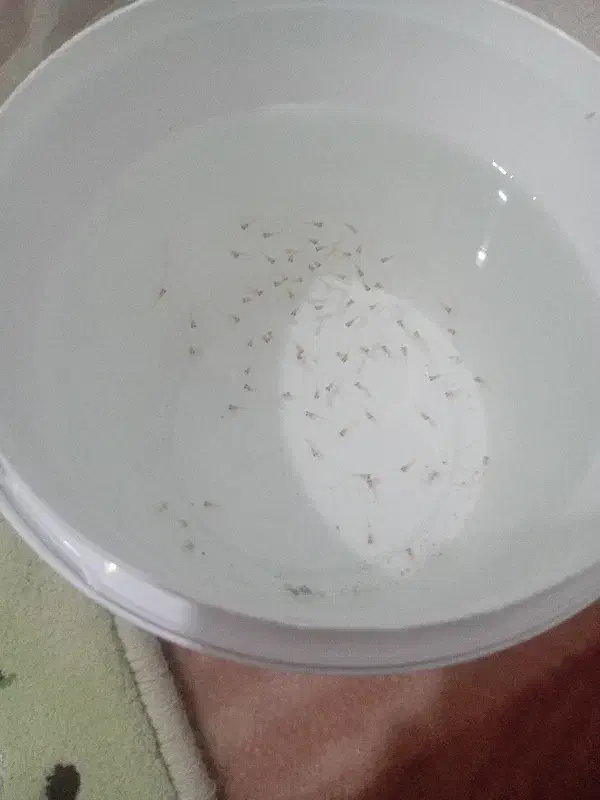 بچه ماهی گوپی|ماهی|کرمانشاه, |دیوار