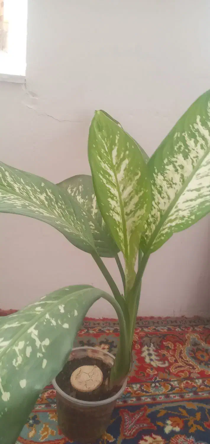 گل وگیاه|گل و گیاه طبیعی|سنقر, |دیوار