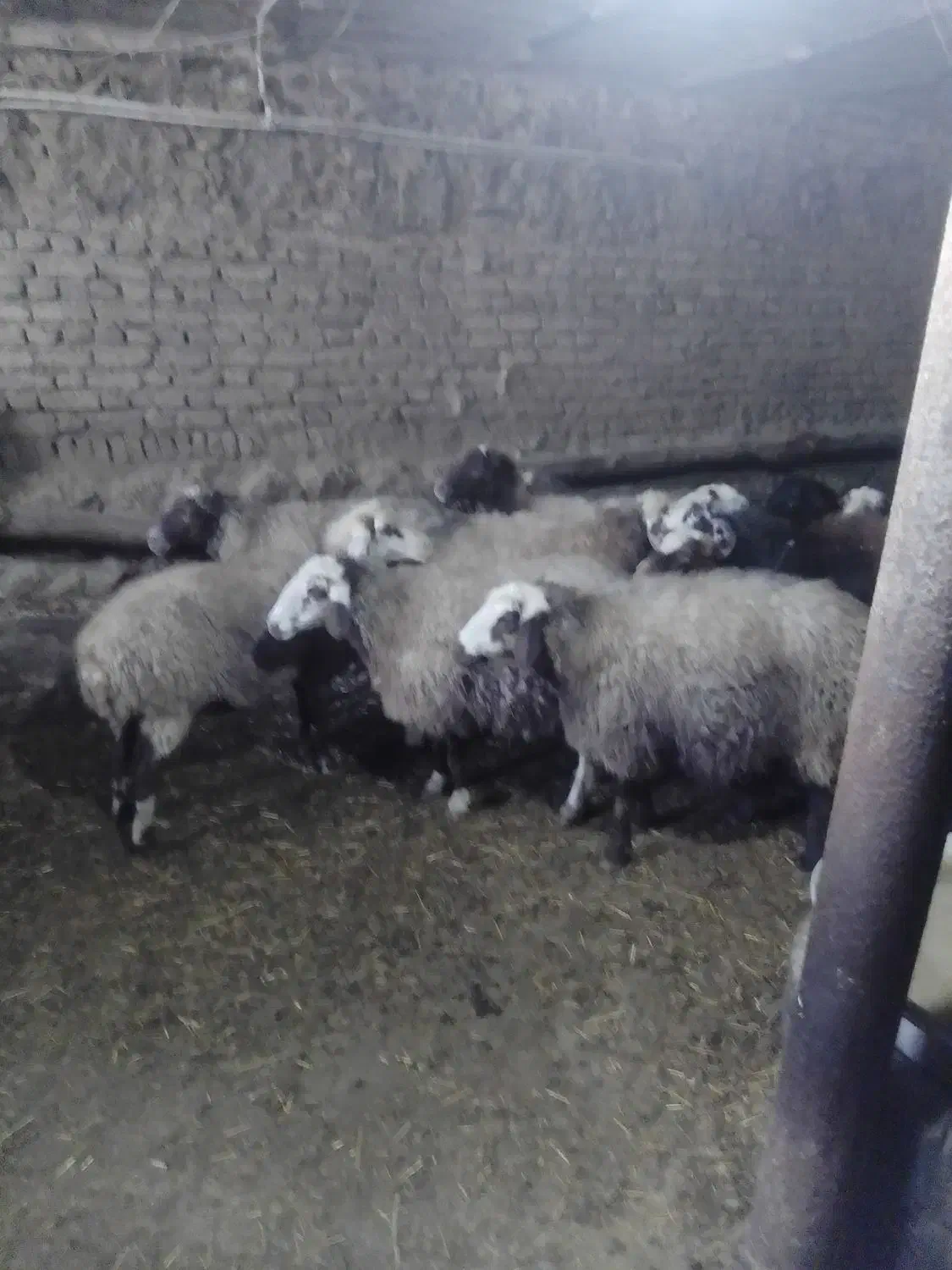 گوسفندابستن|حیوانات مزرعه|بلبان آباد, |دیوار