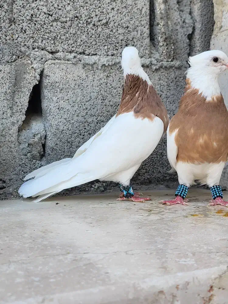 طوقی زرد خال سیاه|پرنده|خورموج, |دیوار