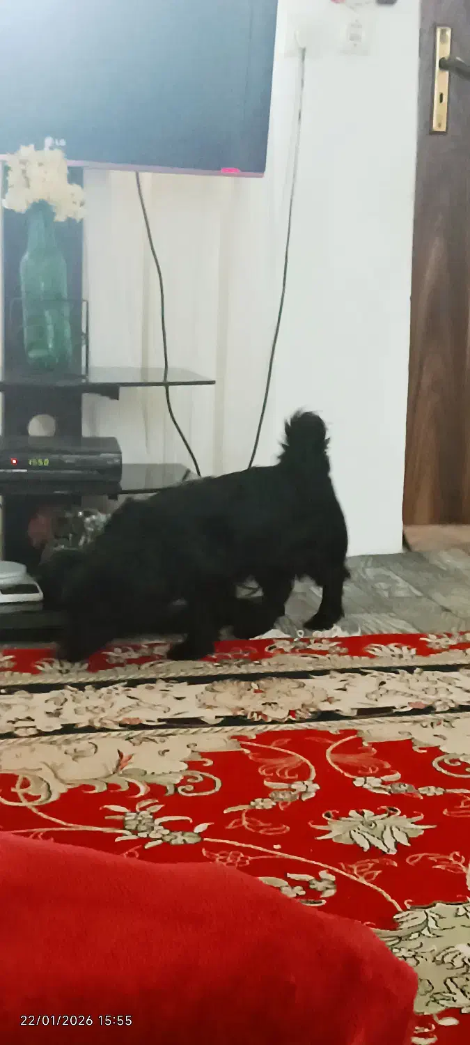 واگذاری سگ پاکوتاه|سگ|بهشهر, |دیوار