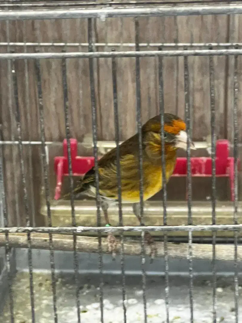 سهره قناری سرخ|پرنده|اندیشه, اندیشه فاز ۲|دیوار