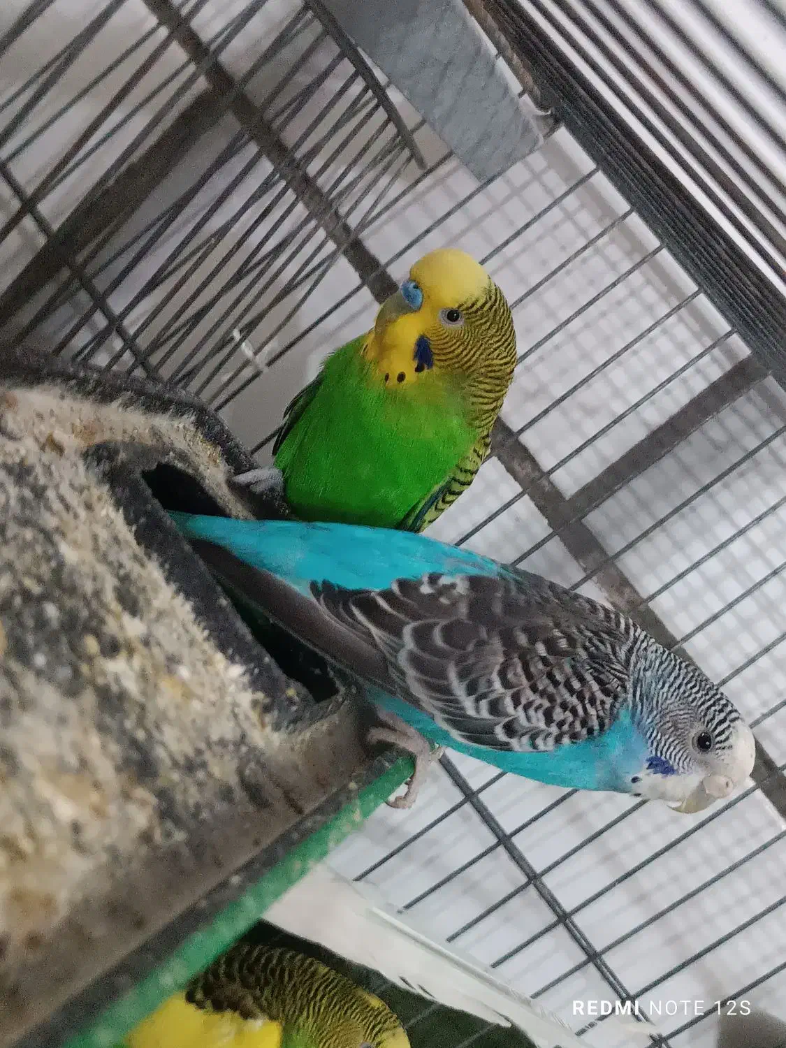 مرغ عشق جفت|پرنده|محلات, |دیوار