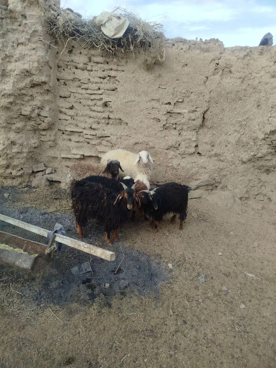 بره و بزغاله نر سبک وزن|حیوانات مزرعه|بیرجند, |دیوار