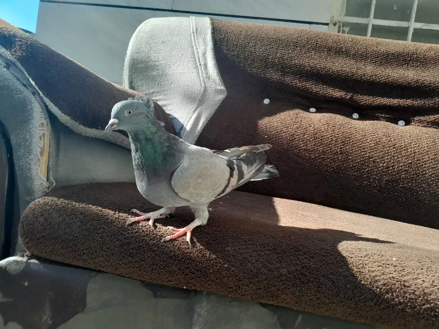 کبوتر رنگی|پرنده|لاران, |دیوار