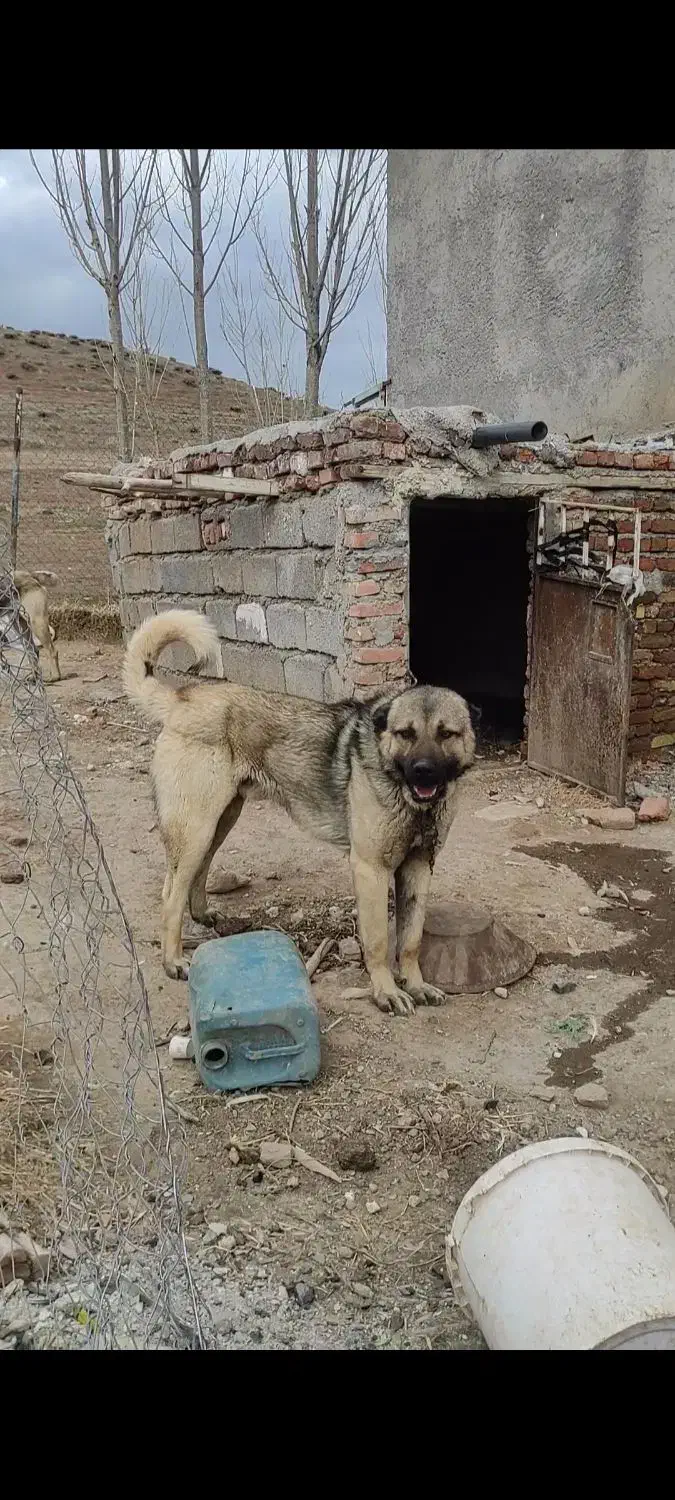 سگ سرابی|سگ|هیر, |دیوار