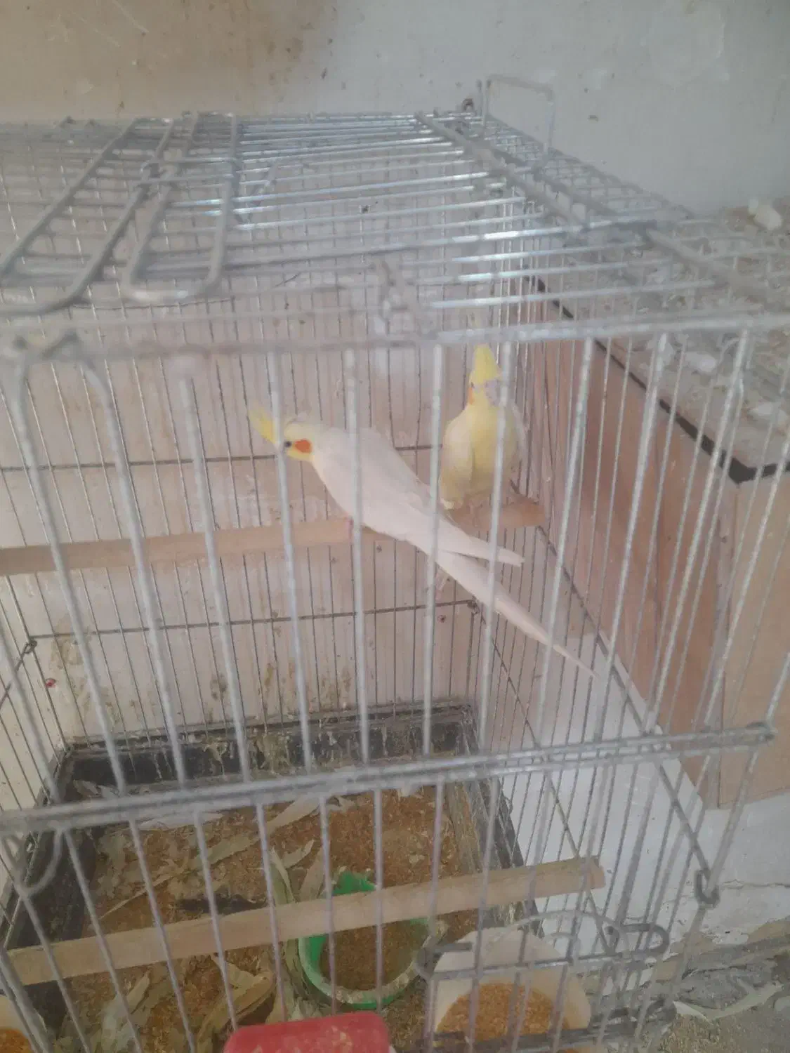 حراج عروس هلندی همه مولد جمع آوری سالن|پرنده|پاکدشت, خاتون آباد|دیوار