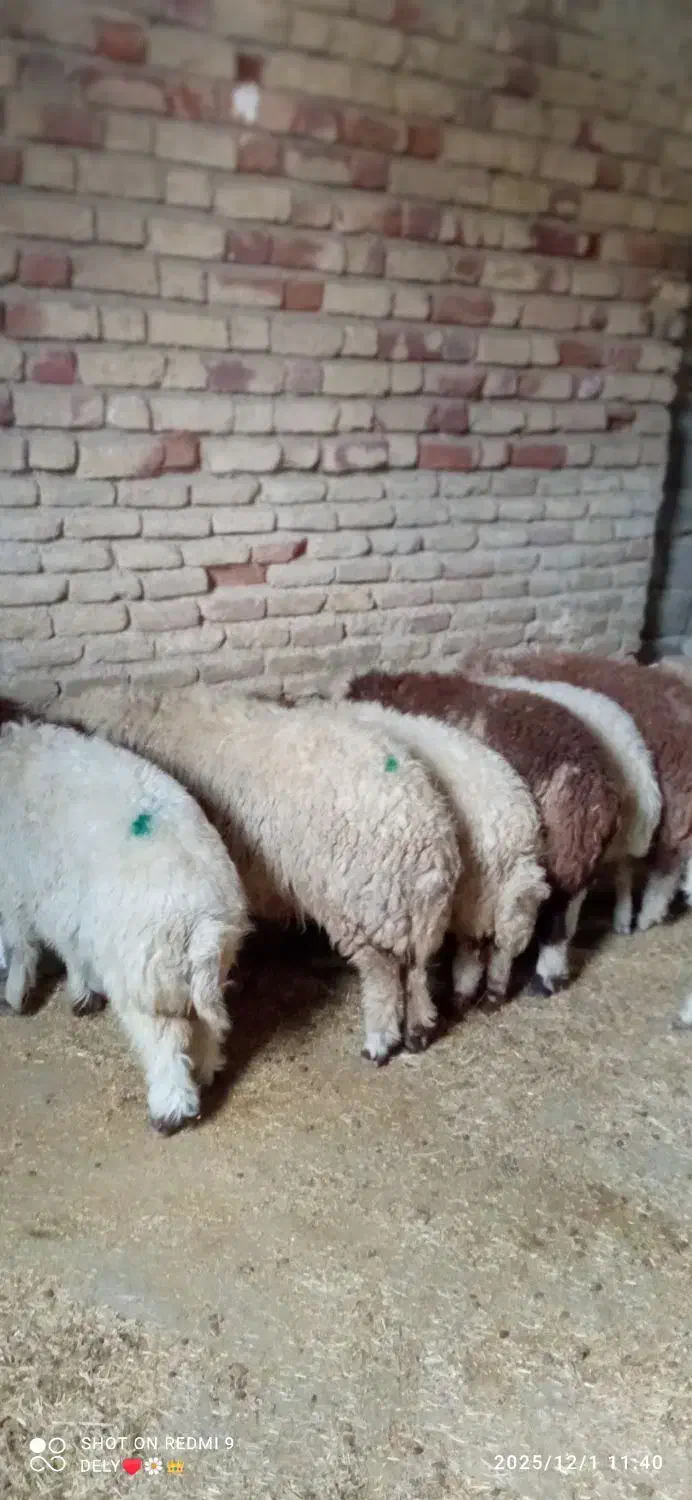 بره|حیوانات مزرعه|ایلام, |دیوار
