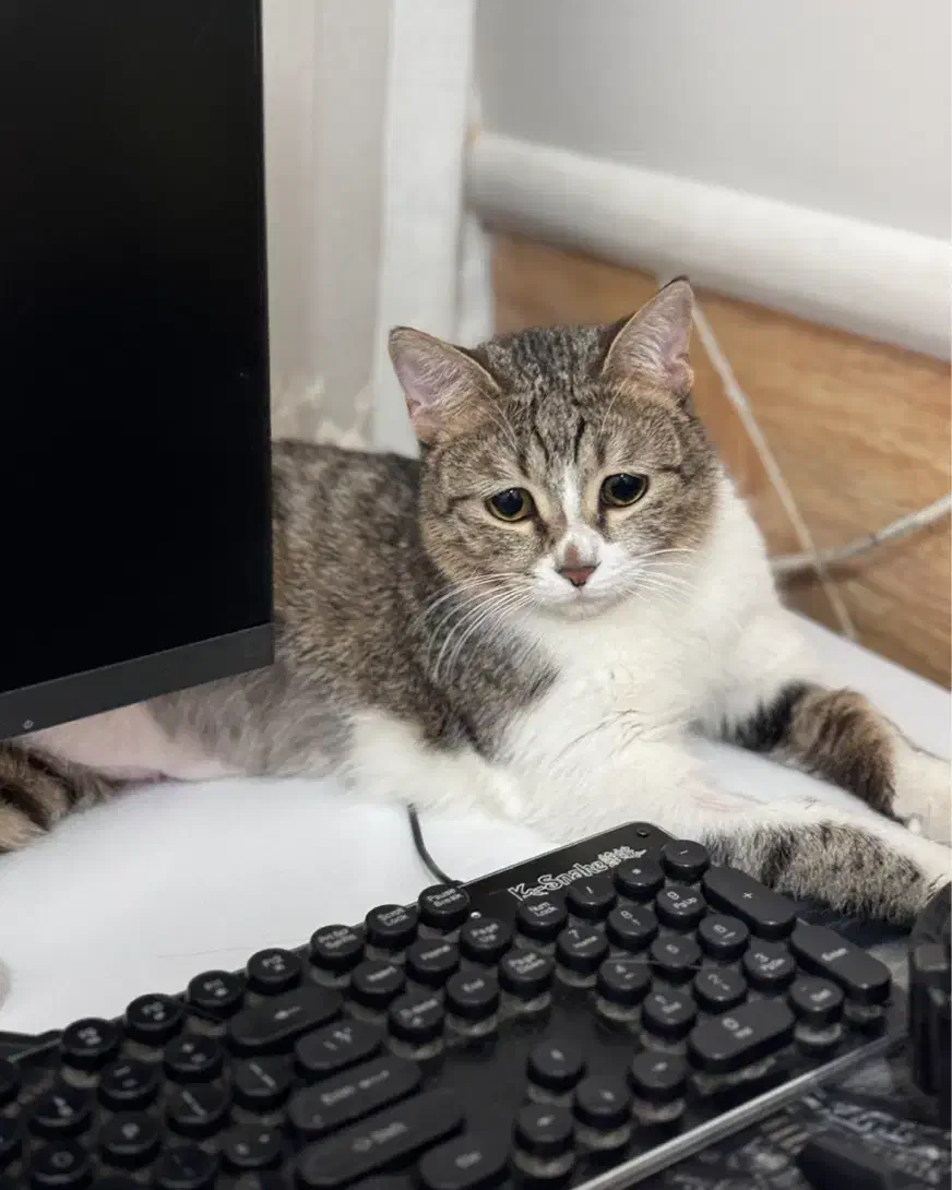 واگذاری گربه رایگان|گربه|شیراز, حافظیه|دیوار