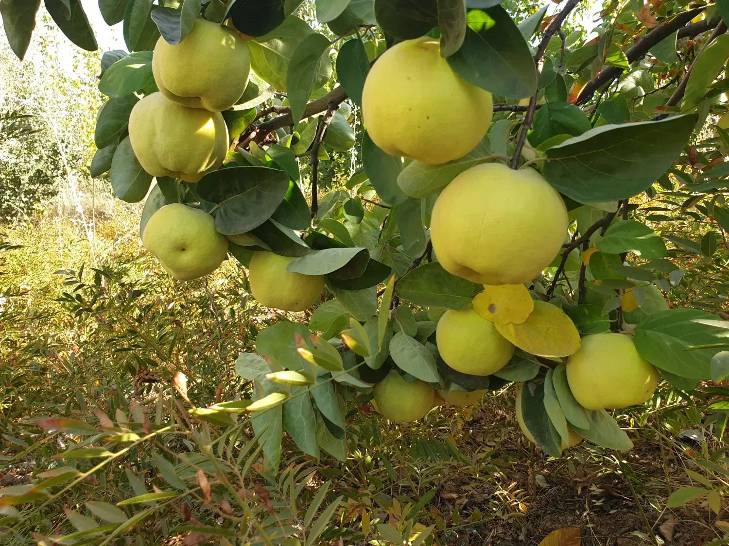به میوه به ارگانیک|خوردنی و آشامیدنی|شیراز, شهرک فرهنگیان|دیوار