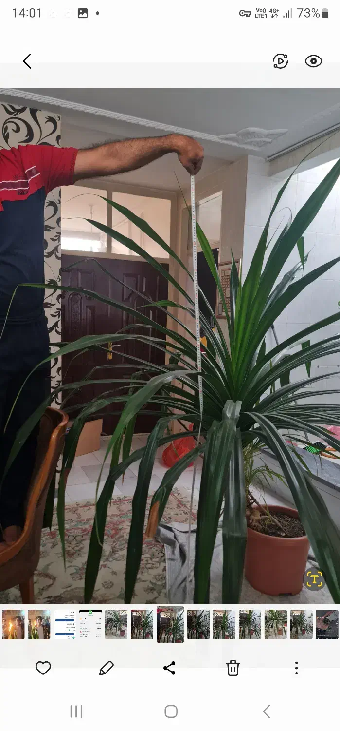 گل پاندانوس|گل و گیاه طبیعی|شهریار, کرد امیر|دیوار