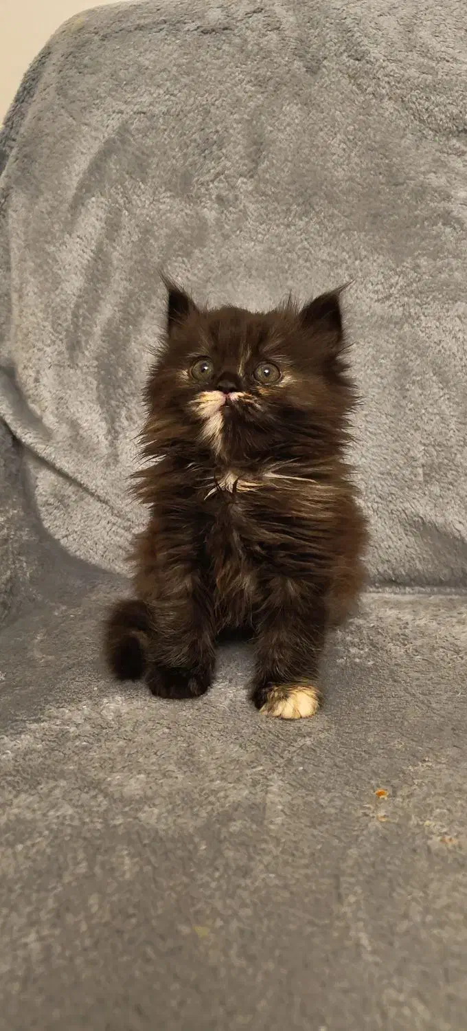 گربه پرشین اصیل یالدار|گربه|کرج, فاز ۱ مهرشهر|دیوار