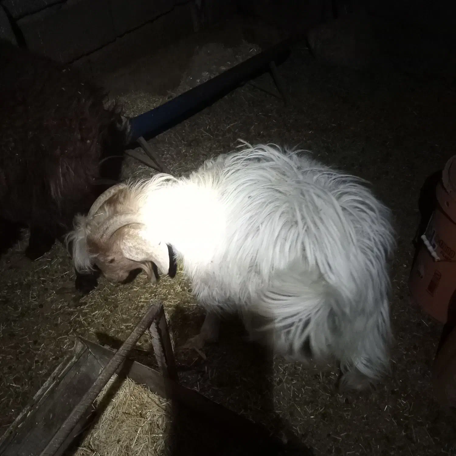 بزغاله نر|حیوانات مزرعه|قائن, |دیوار