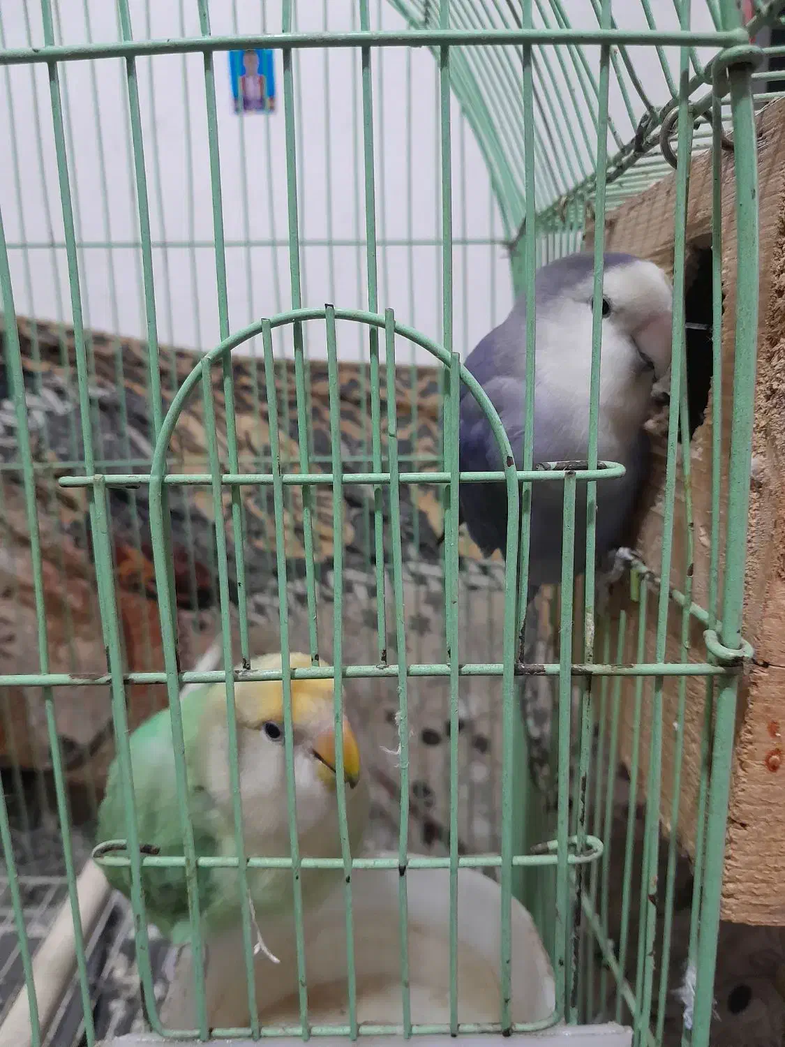 کوتوله نر و ماده|پرنده|گلبهار, شهر جدید گلبهار|دیوار