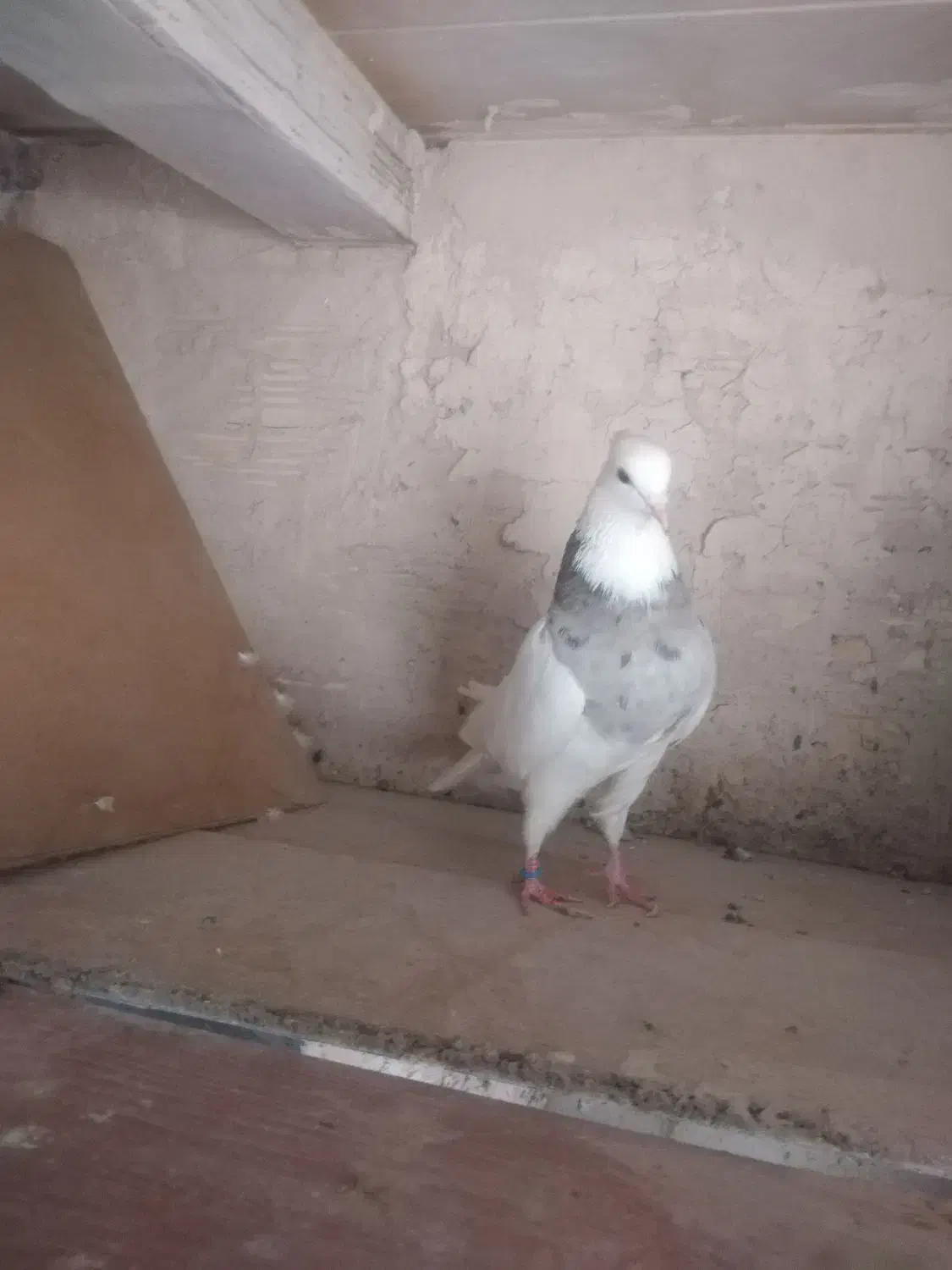 ماده طوقی|پرنده|قم, یزدانشهر|دیوار