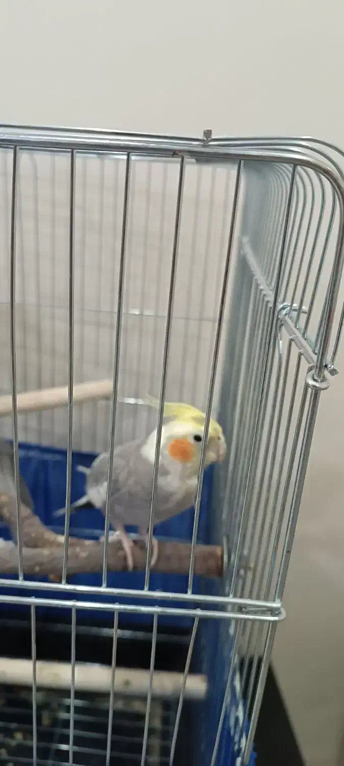 2عدد عروس هلندی نر|پرنده|پاکدشت, پاکدشت (مامازند)|دیوار