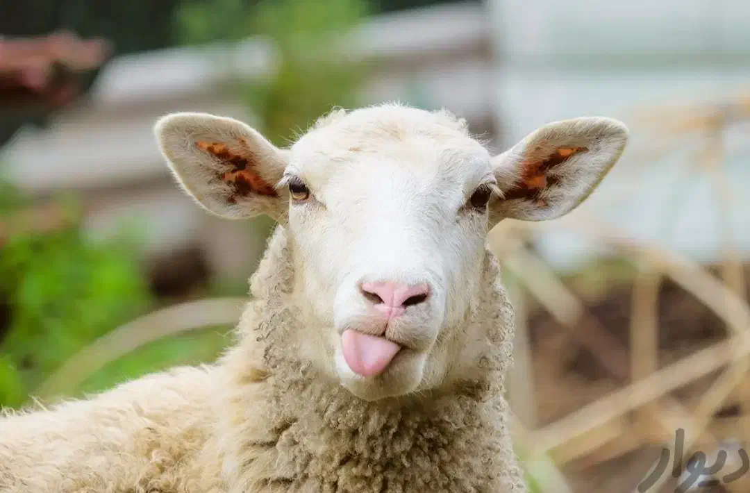 ذبح وسلاخی ویژه شب یلدا|خدمات پذیرایی، مراسم|دورود, |دیوار