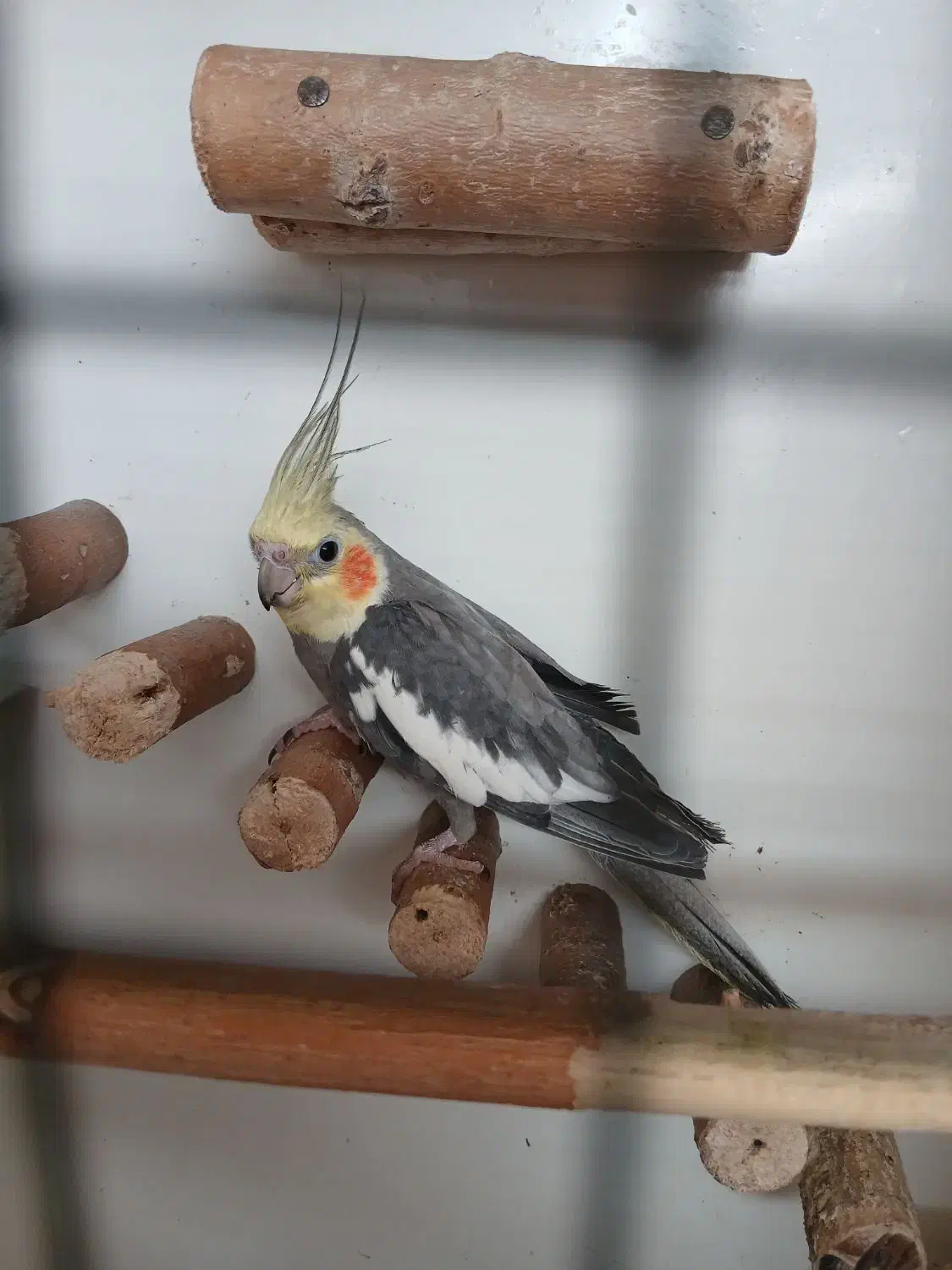 عروس|پرنده|قم, شهرک مهدیه (مدرس)|دیوار