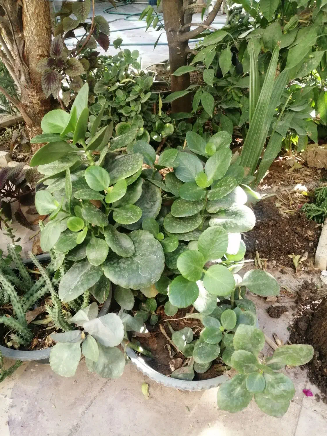 گلهای خانگی|گل و گیاه طبیعی|شیراز, مسلم|دیوار