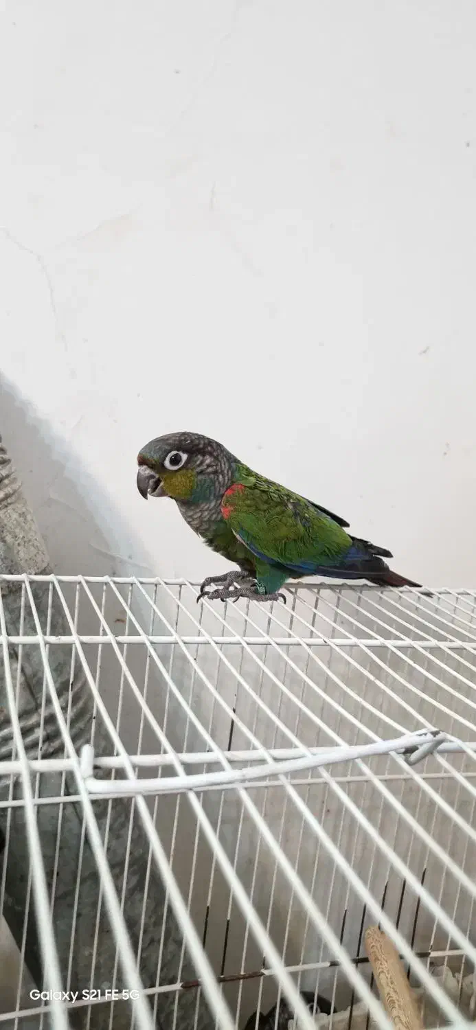 جوجه کریمسون داخلی نر و ماده|پرنده|مشهد, کارمندان دوم|دیوار