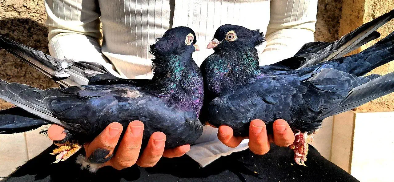 کبوتر کفتر زاغ قیل سیاه سرخ سوسنی واکسی چشم نوک|پرنده|شهرضا, |دیوار