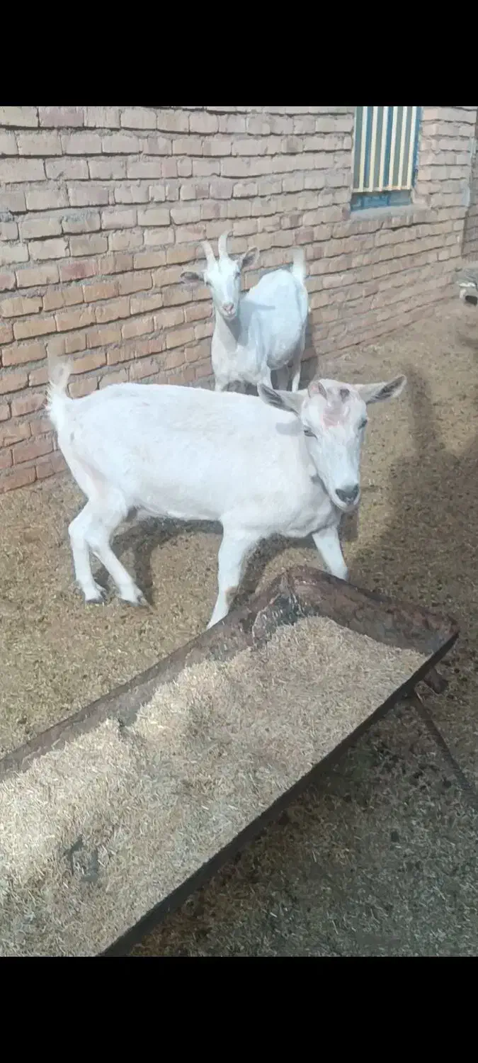 بز سانن اصیل وپرشیر چندقلو زا|حیوانات مزرعه|پائین جام, |دیوار