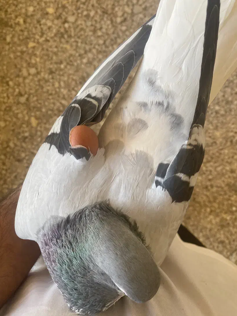 بدرنگ|حیوانات|شیراز, کفترک|دیوار