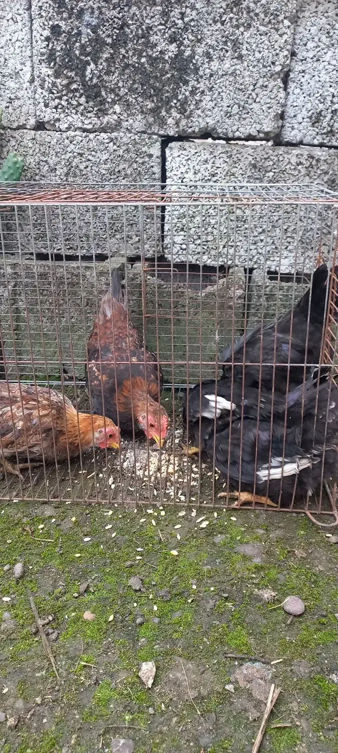 مرغ خروس بالغ ، جوجه ۵ ماهه جاپنیز پاکوتاه|حیوانات مزرعه|رشت, حومه رشت|دیوار