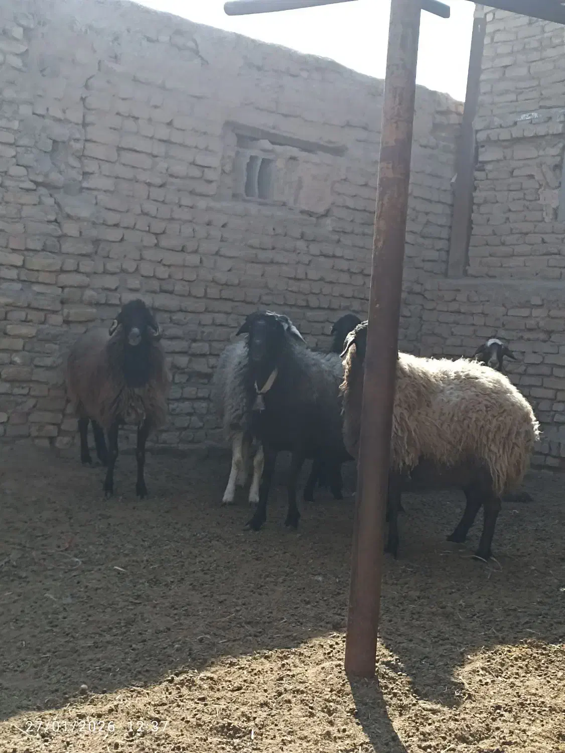 میش بره بزغاله|حیوانات مزرعه|قلعه نو, |دیوار