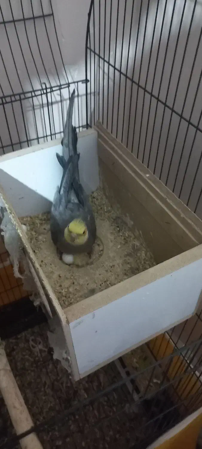 عروس هلندی|پرنده|فولادشهر, مسکن مهر فولادشهر|دیوار