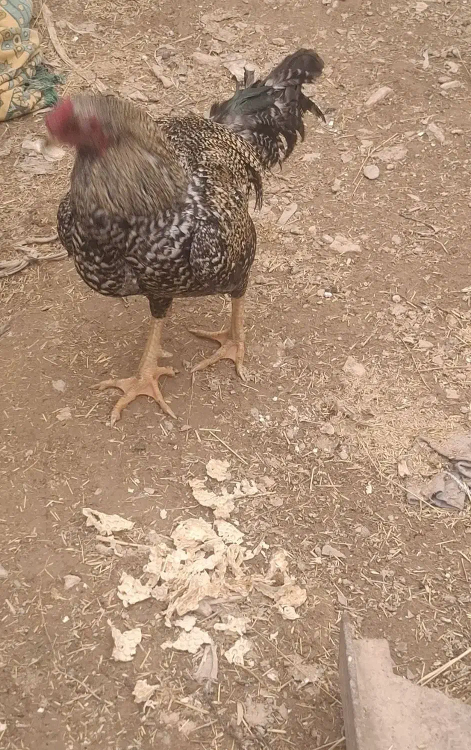 خروس لاری|حیوانات مزرعه|ایجرود, |دیوار