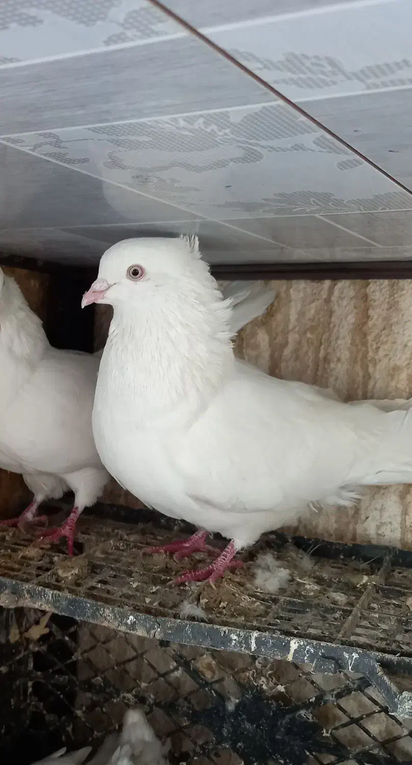 سفید چشم زاغ|پرنده|محمدیه-قزوین, |دیوار