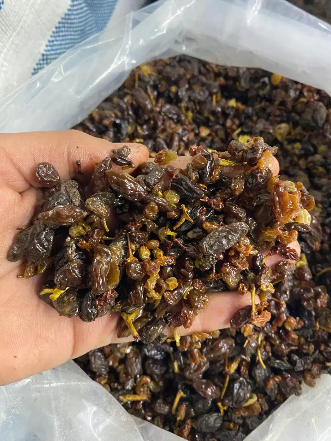 شهر کشمش تاک|عمده‌فروشی|تاکستان, |دیوار