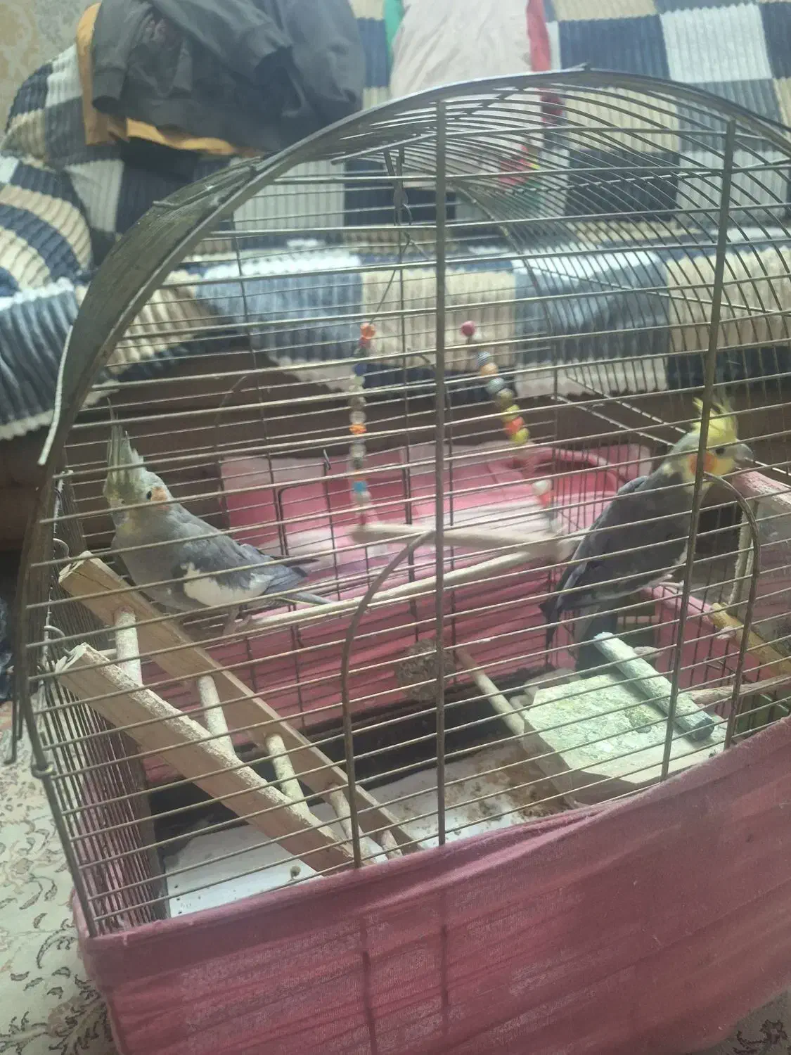 عروس هلندی|پرنده|رشت, حافظ آباد|دیوار