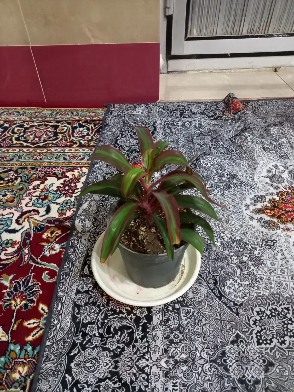 گل های زیبا|گل و گیاه طبیعی|بناب, |دیوار