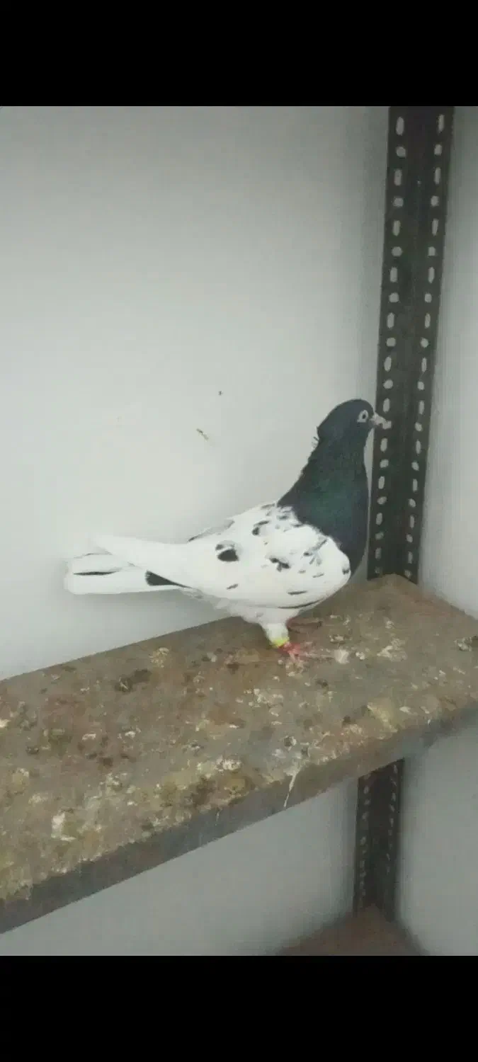 رنگه|پرنده|تربت جام, مسکن مهر|دیوار