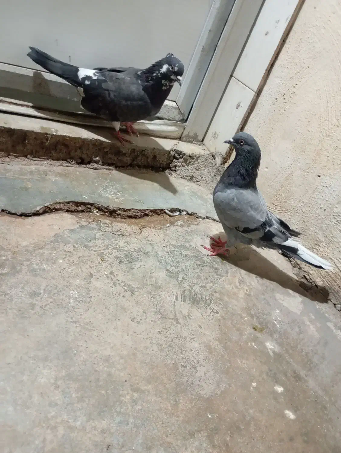 کبوتر|پرنده|مسجد سلیمان, |دیوار